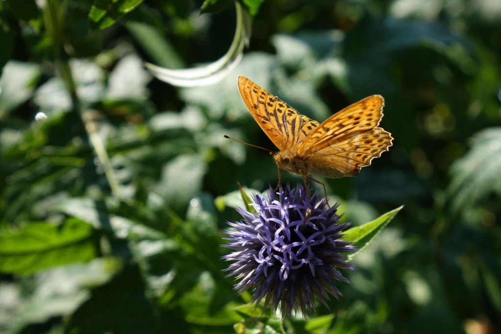 Butterflies Fly By ‘clapping’ Wings Together, Scientists Find