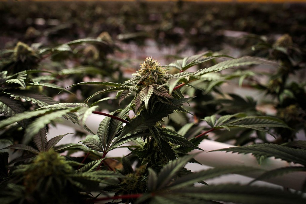 Marijuana Abuse By Youth With Mood Disorders Linked To Suicide Attempts, Study Finds