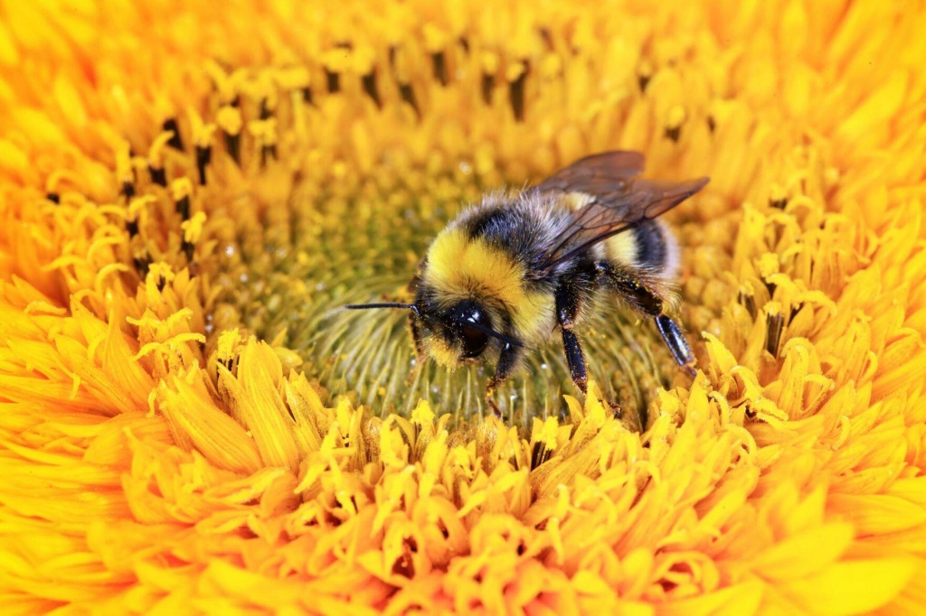 Bees Aren’t Getting Enough Sleep — And Some Common Pesticides Are To Blame