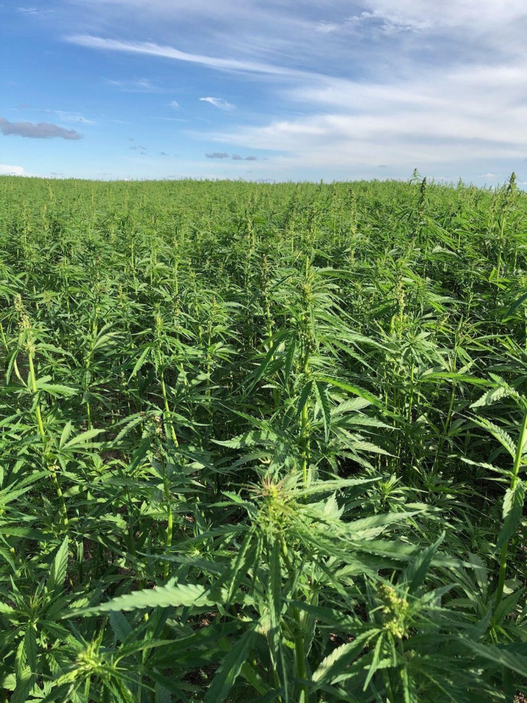 Usda Issues Final Hemp Rules In Waning Days Of Trump Administration