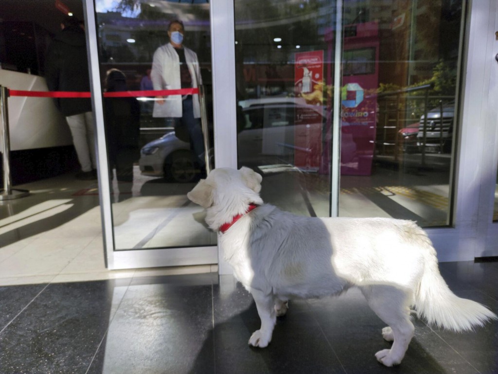 A Devoted Dog Spent Days Outside A Turkish Hospital Waiting For Her Owner