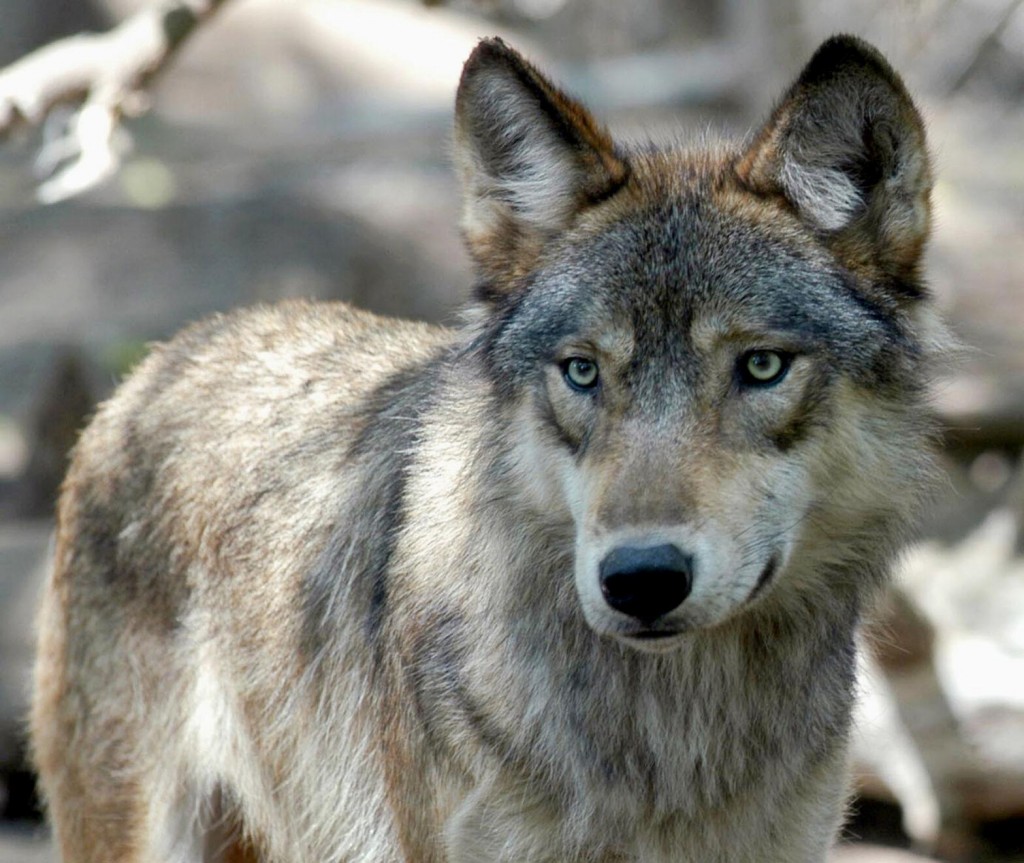 Correction: Wolf Hunt Story