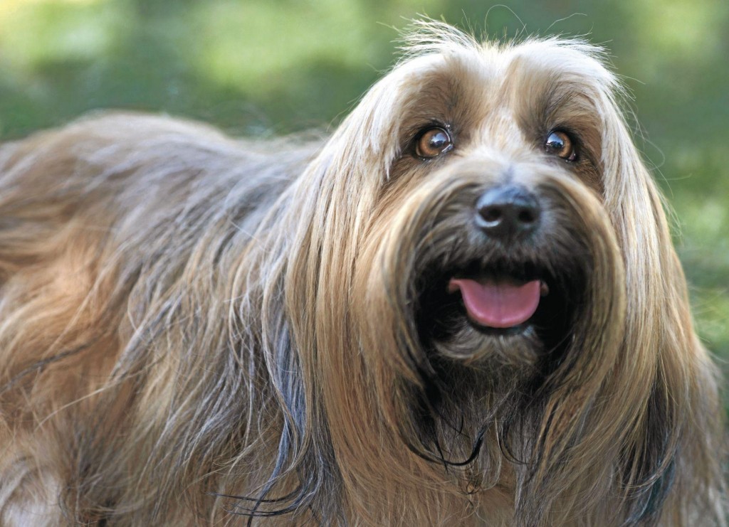 Hairs Of The Dog: Brushes, Rollers, Vacuums Help Control Pet Dander