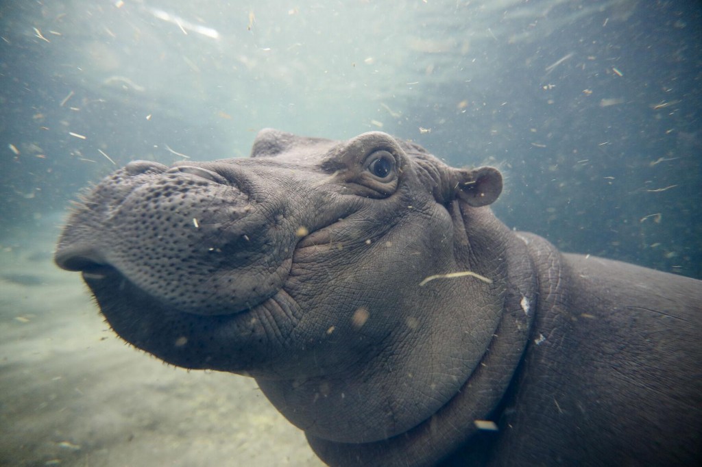 Cincinnati Zoo’s Beloved Hippo Fiona Celebrates 4th Birthday