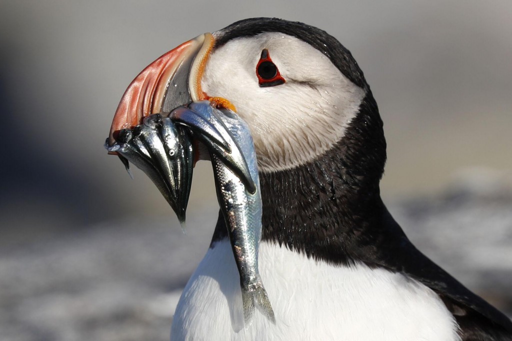 Puffin Stuff: Herring Rules Could Boost Funny Looking Bird