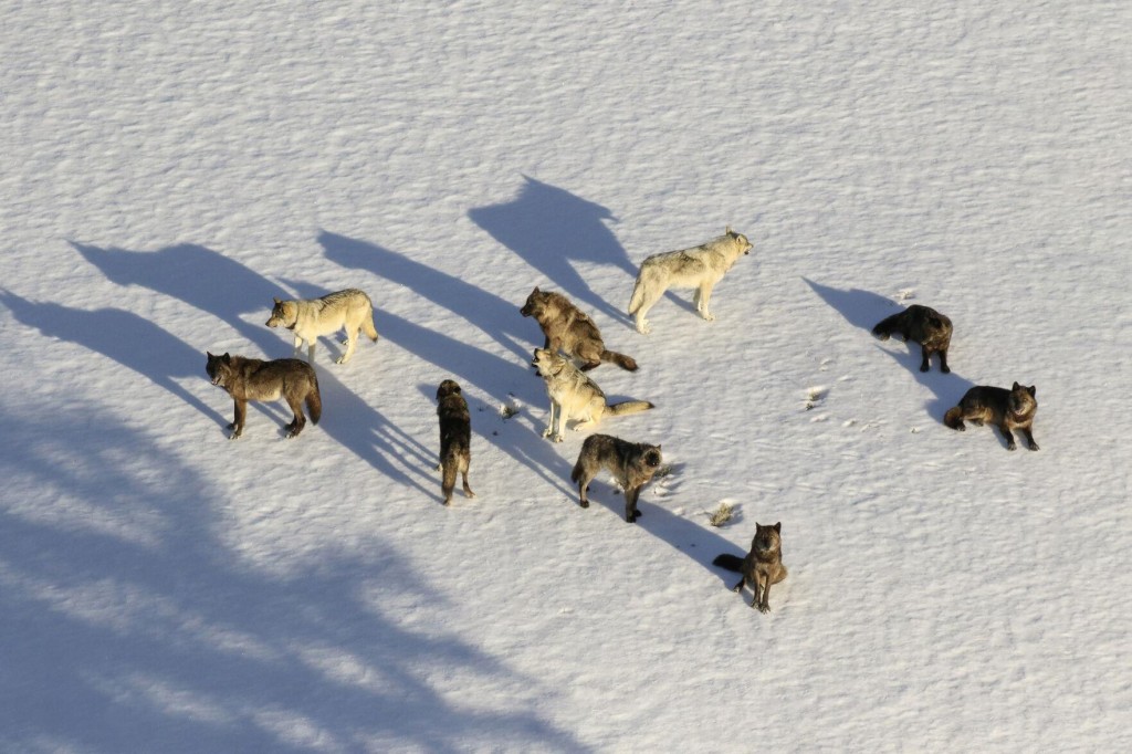 Montana Lawmakers Look At More Ways To Kill Wolves