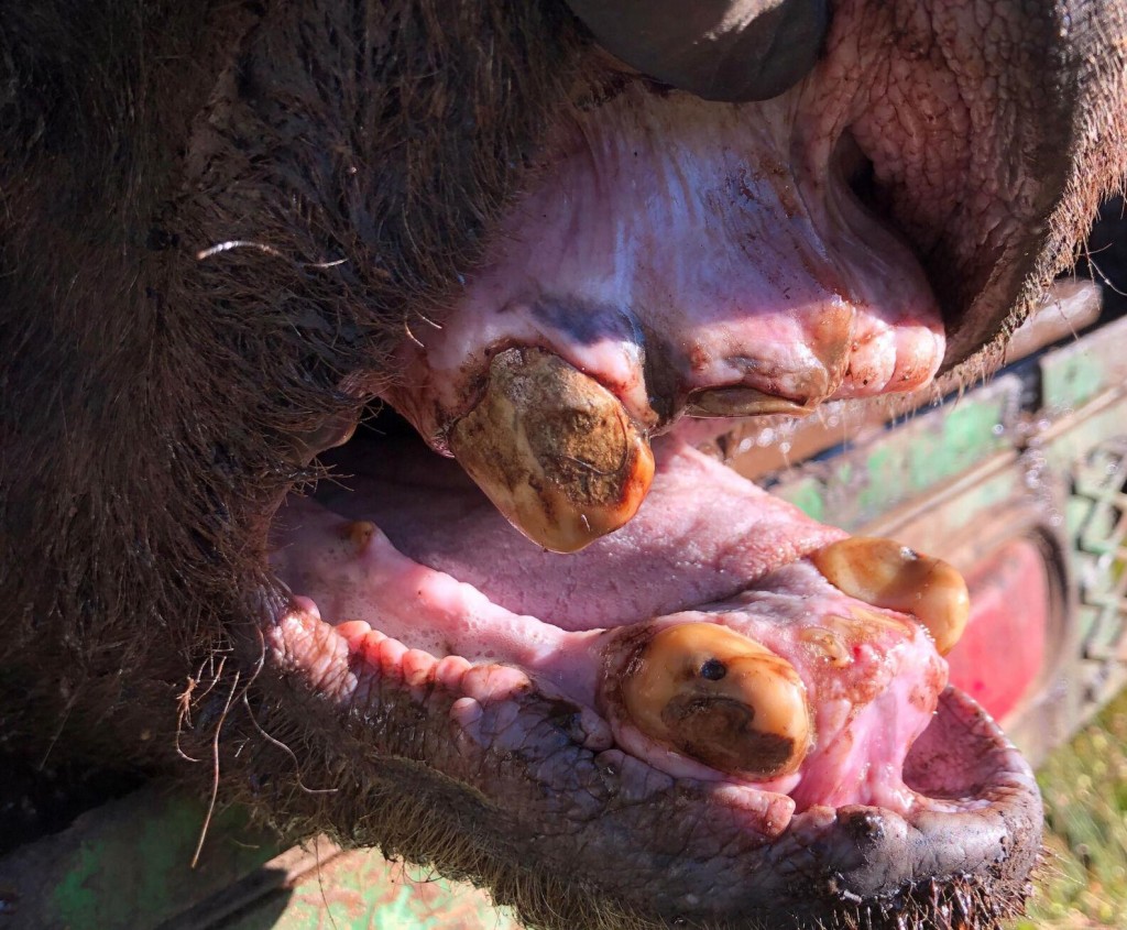 Grizzly, 34, Confirmed As Yellowstone Region’s Known Oldest