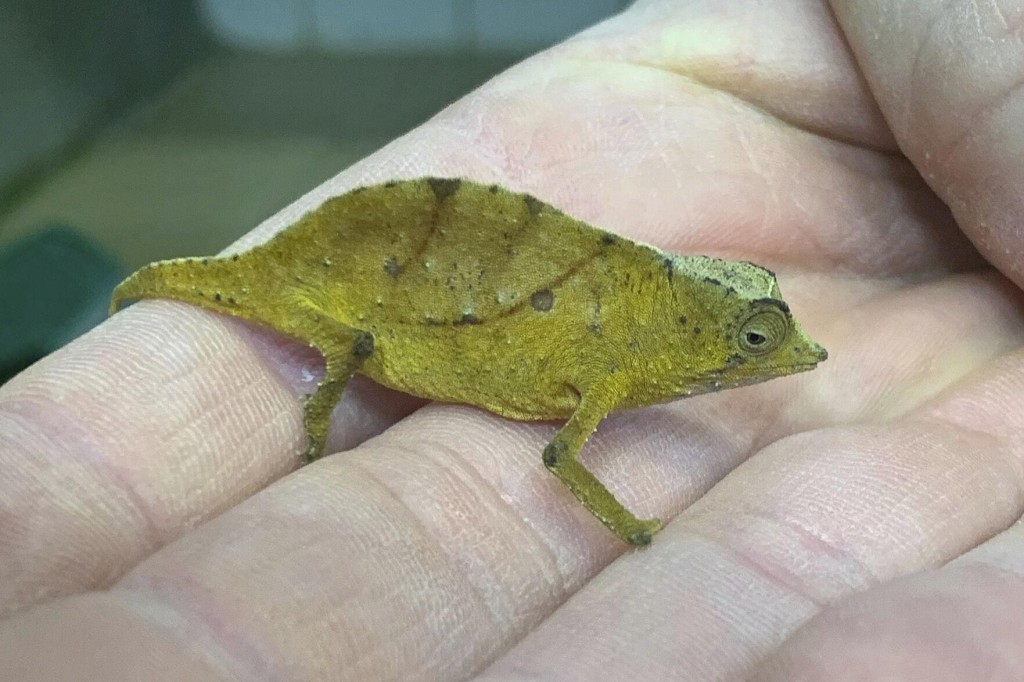 Austria Stops Man Trying To Smuggle In 74 Chameleons