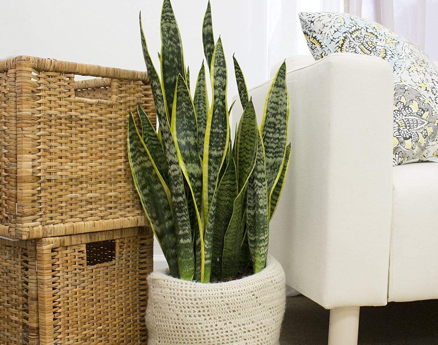 3 Houseplants That Will Survive The Winter