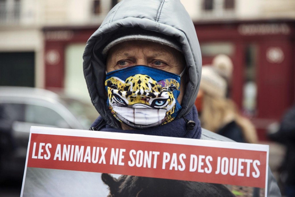 French Lawmakers Debate Ban On Wild Animals In Circuses