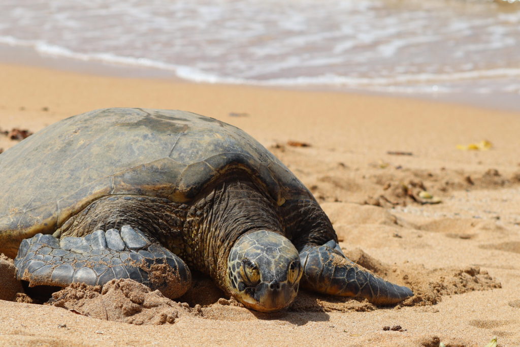 Turtle8