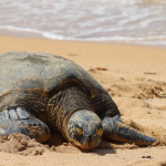 Turtle8
