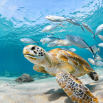 Turtle1