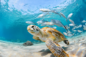 Turtle1