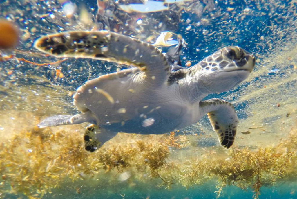 Turtle7