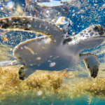 Turtle7