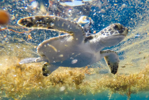 Turtle7