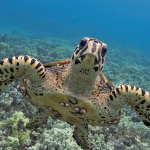 Turtle2