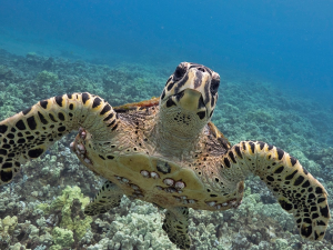 Turtle2