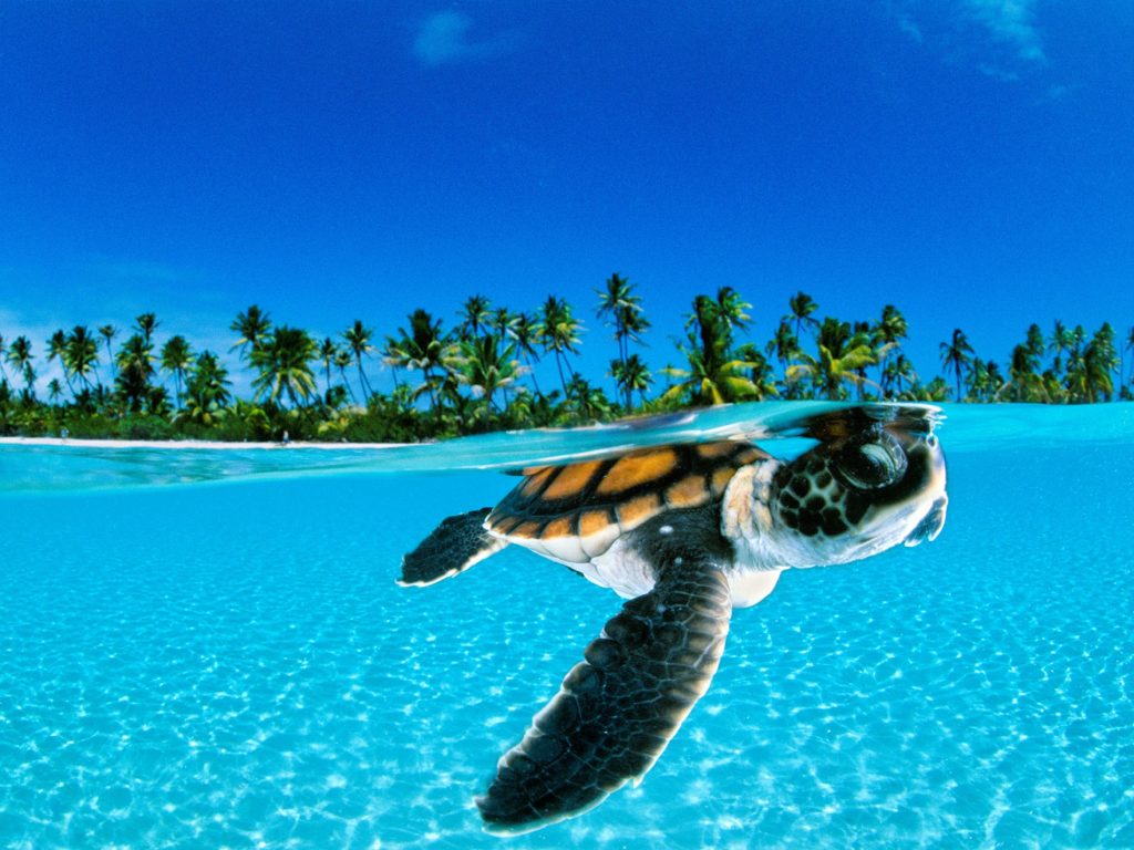 Turtle4