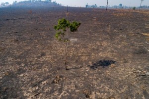 Almost Two Thirds Of People Believe Climate Change Is A Global Emergency, Un Poll Finds
