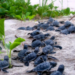 Turtle11