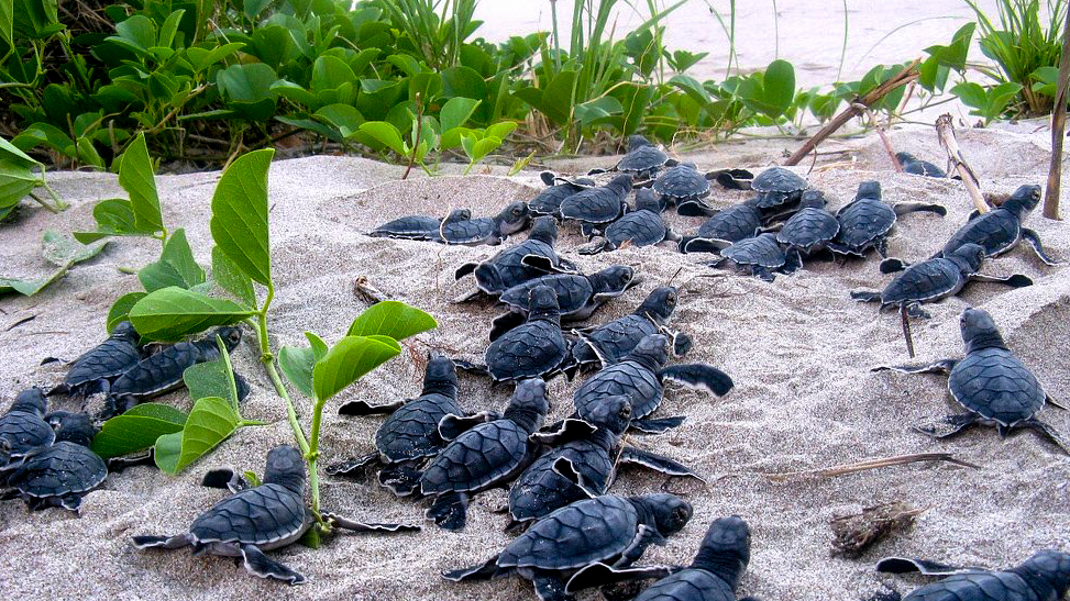 Turtle11