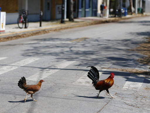 Key West Wants To Ban People From Feeding Roaming Chickens