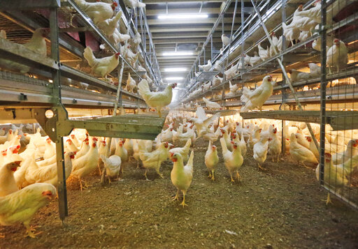 Germany To Ban Practice Of Killing Newly Hatched Male Chicks