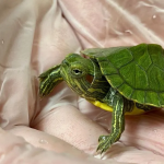 Turtle10
