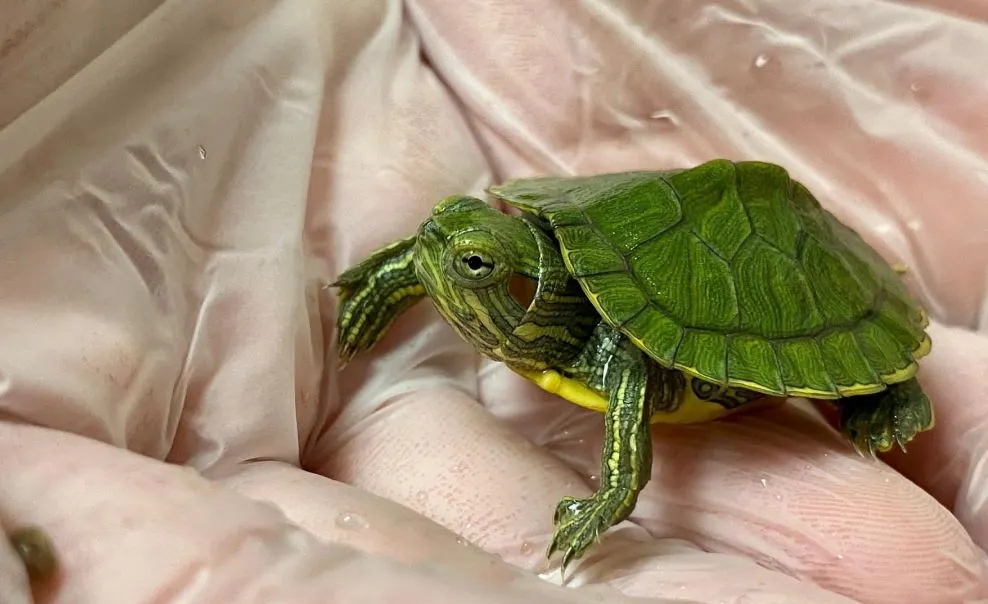 Turtle10