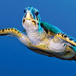 Turtle3