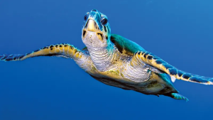 Turtle3
