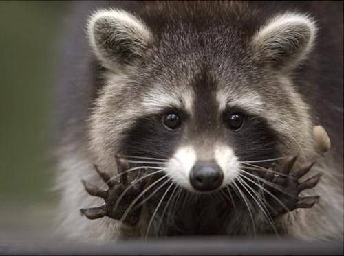 Raccoon Firefox