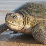 Turtle6