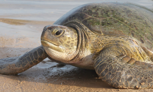 Turtle6