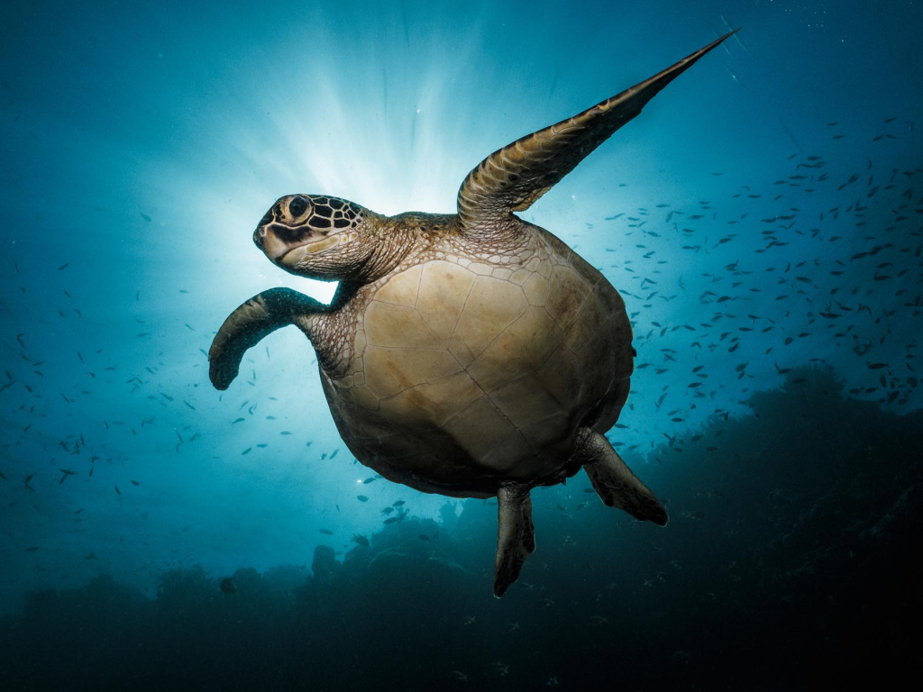 Turtle9
