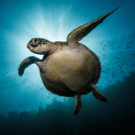 Turtle9