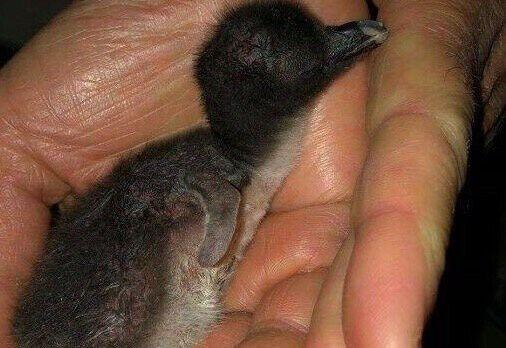 Help Name The Newest Penguin At The Saint Louis Zoo