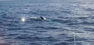 Coast Guard Calls Off One Search, Another Continues Off Florida Coast As 16 Are Reportedly Missing