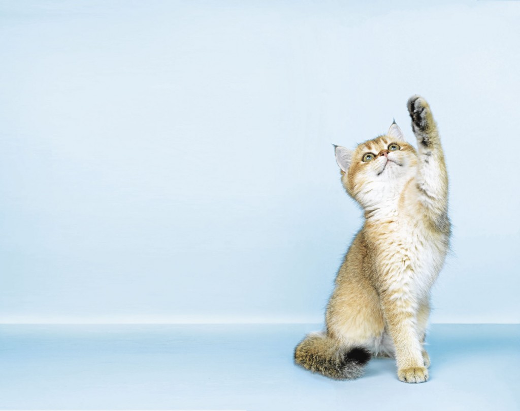 Yes, Kittens Can Be Trained — With Treats And These Techniques