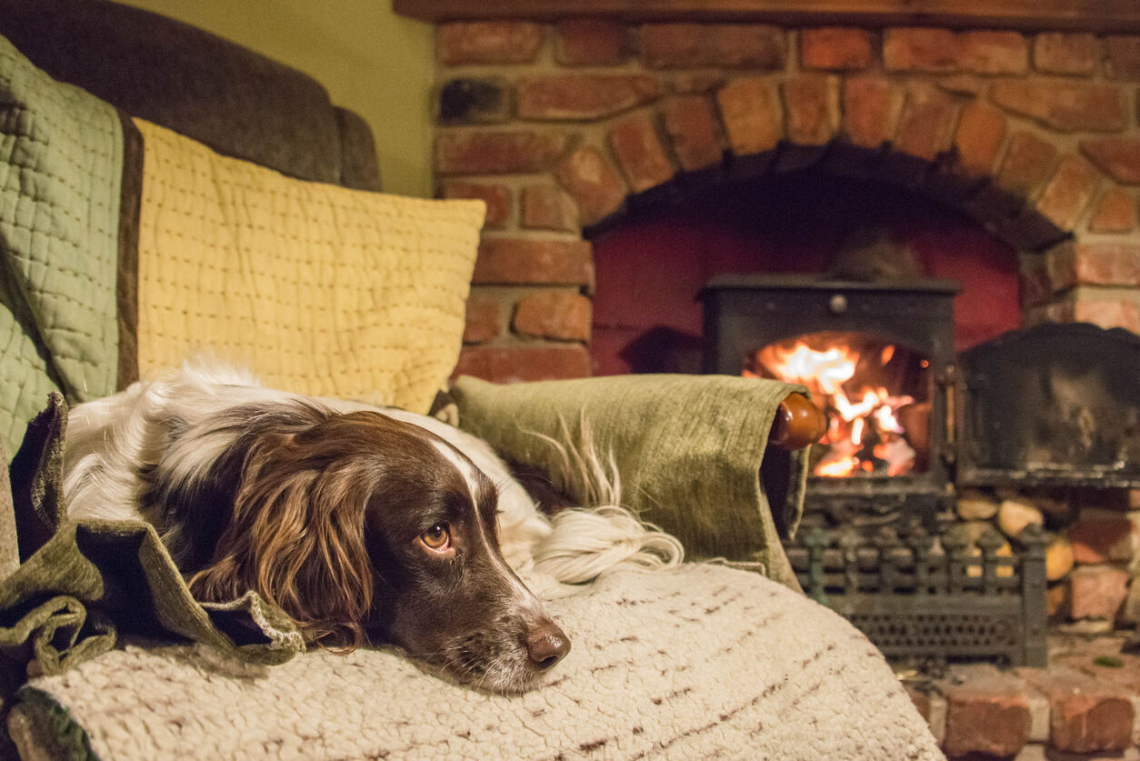 Escape To These Pet Friendly Retreats That Won’t Blow Your Budget