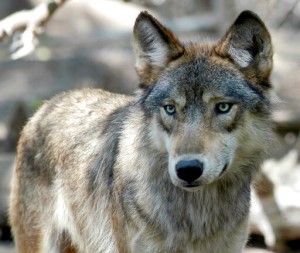 Hunters And Trappers Exceed Wisconsin Wolf Kill Target
