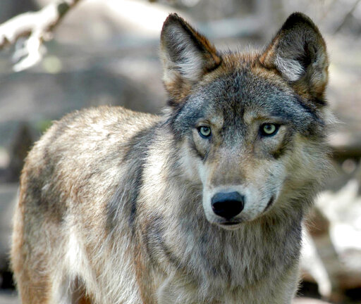 Hunters And Trappers Blow Past Wisconsin’s Wolf Kill Target