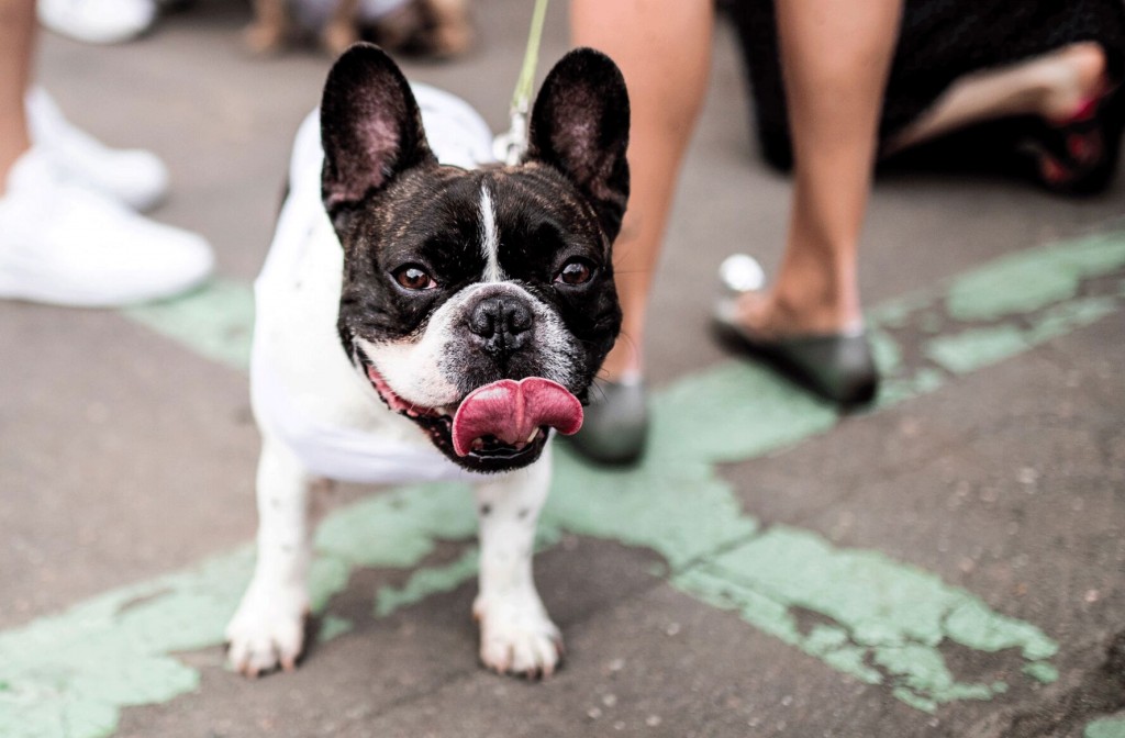 Here’s Why French Bulldogs Like Lady Gaga’s Are Frequent Theft Targets