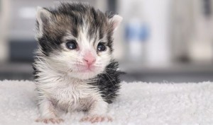 Rescue Opens City’s 1st Nursery For Orphaned Newborn Kittens