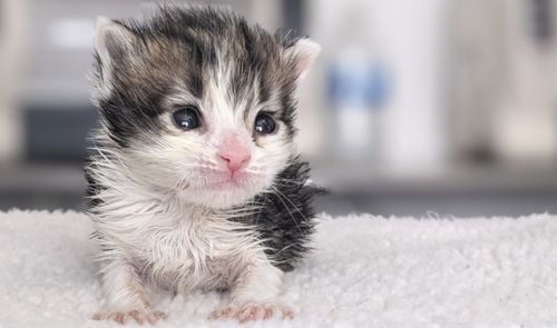 Rescue Opens City’s 1st Nursery For Orphaned Newborn Kittens