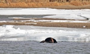 Dozens Of Dead Cows Believed To Be Floating In Missouri River