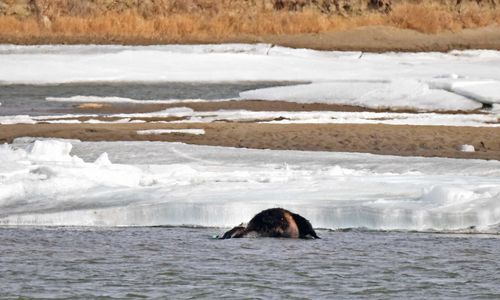 Dozens Of Dead Cows Believed To Be Floating In Missouri River