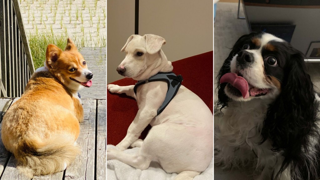Pets Are Also Putting On Pounds During The Pandemic